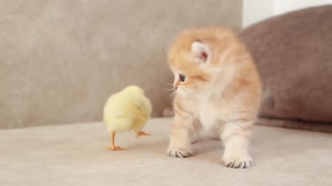 The funny kitten meeting with a chick