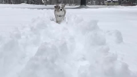Snowy Adventures: Dog Training in Winter Wonderland ❄️
