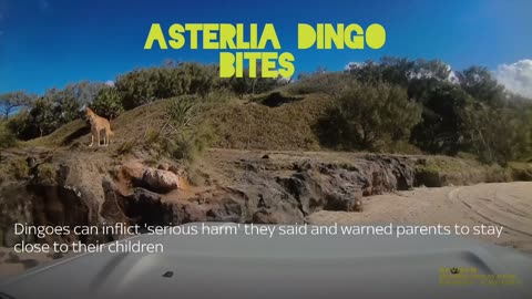 Asterlia dingo bites