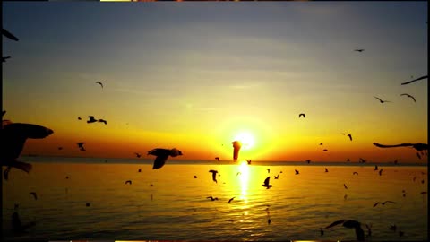 Sunset Bird Flying Beautiful Scenery