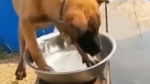 Funny dog videos 😂😹don’t laugh