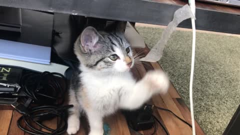 Nice baby cat playing with tape