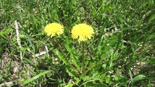 Root Vegetables Dandelion Sept 2022