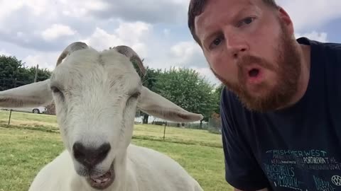 The Funniest Animal Videos 2024 Will Make You LAUGH SO HARD YOU'LL CRY