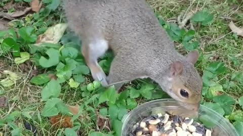 Mika The Squirrel 🐿️🐿️🐿️😍💖‼️
