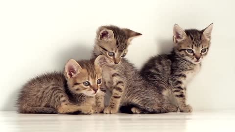So many Adorable,cute,fluffy kittens video