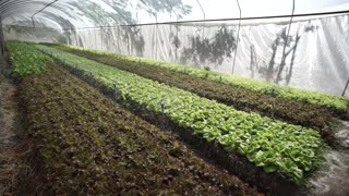 Organic Gardening & Farming Greenhouse Greens