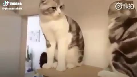 Watch what he did to his cat friend