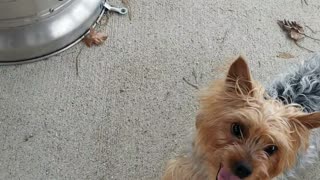 Little Yorkie Dog Loves to Play Fetch.