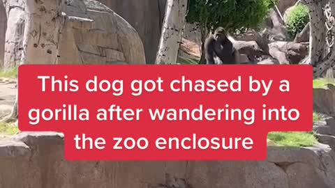 This dog got chased by a gorilla after wandering into the zoo enclosure