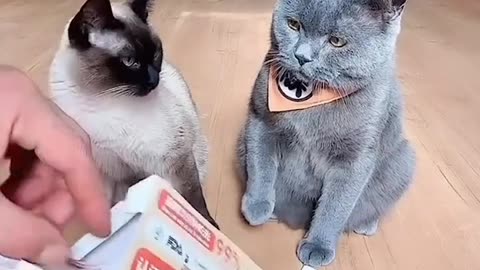 Funny cat's