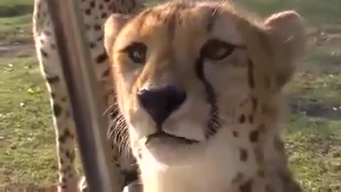 watch cheetah meows like cats