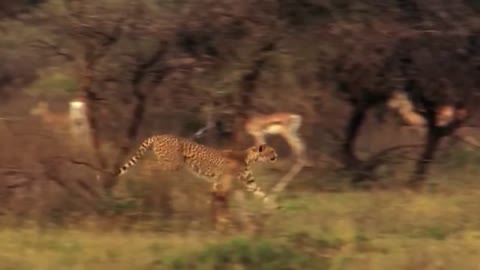 WORLD’S FASTEST ANIMALS FAIL! Grant’s Gazzele Take Down Cheetah With Horns, Lion Hunt Imapala Fail-7