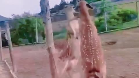 Is this two sika deer fighting? They fight a lot like kangaroos
