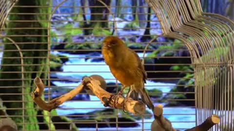Watch this very cool bird sang
