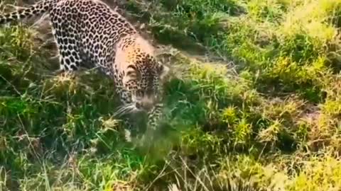 Leopard Try To Hunts Baby Porcupine.