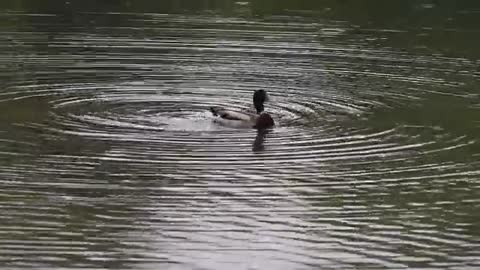 Watch colorful ducks swimming in the lake at noon