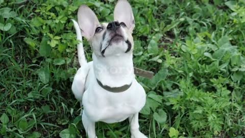 Funny dog looking up pricking his ears