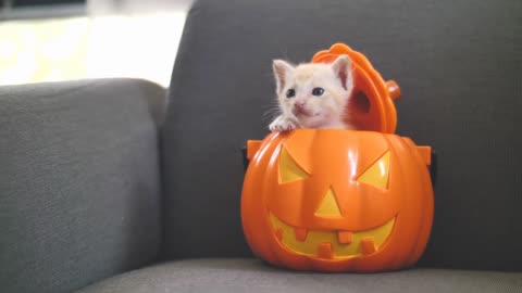 Cute tabby kitten hiding inside orange pumpkin bucket, Happy Halloween