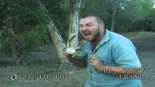 Why you should fear australian crabs