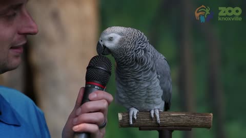 Einstein the African Grey Parrot showed off her vocabulary skills with a 200 sounds and words