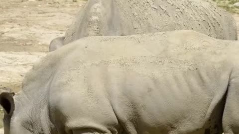 Rhinoceros Animals Videos For Kids