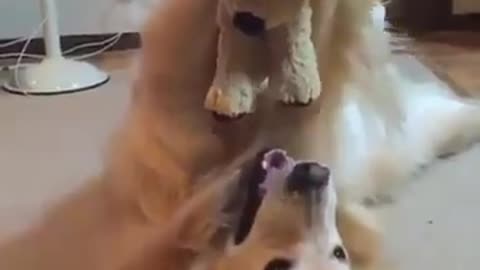 Dog playing strangely with stuffed animals