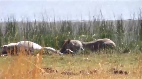 Lion Attacks Zebra Lion vs Zebra Wildlife Perfect Video