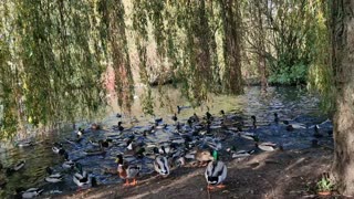 Ducks feeding time