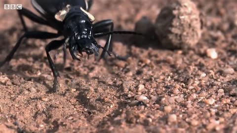 Bombardier Beetle Sprays Acid From Its Rear | Life |