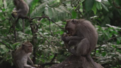 Monkey is searching banana in the forest.......