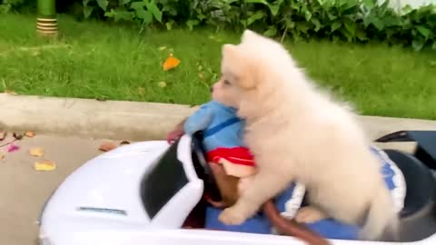Baby monkey drives a car with his puppy in the garden