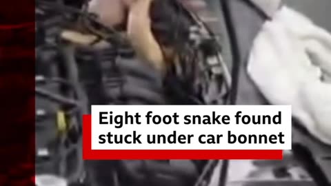 This huge boa constrictor was found under the bonnet of a car. #Shorts #SouthCarolina #BBCNews