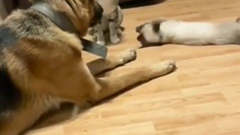 Cats and dogs fight,#animals Love, Cutest funny moments