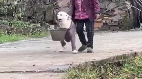 Dog helping