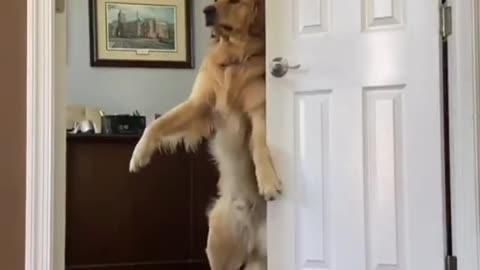 Dog Making Tik Tok video ❤️🤣