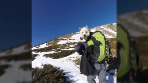 First westie to reach 8500 plus ft