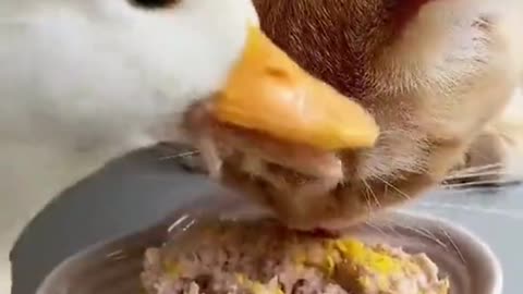 The duck eats the food from the cat