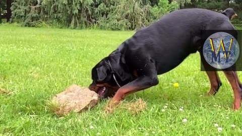 Rottweiler dog playing