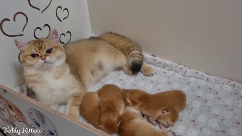 Kneading her small golden pies is Cat Mom. It makes a loud purr