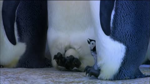 Baby Emperor Penguins Emerge from Their Shells _ Nature on PBS