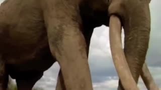 biggest elephant 😱😱