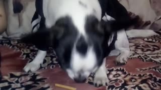 doggie takes cookies straight from the mouth of his little master