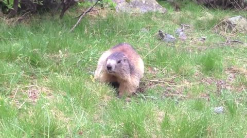 Awesome tamed marmot