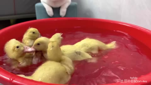 The kitten bravely jumped into the tank to watch the duckling swimming.cute and funny animal videos