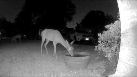 Whitetail deer in my Cypress (Houston) neighborhood - 8/7/23 am