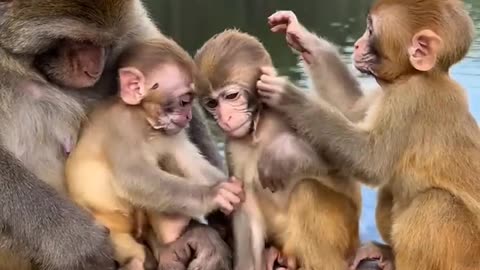 3 kid monkey