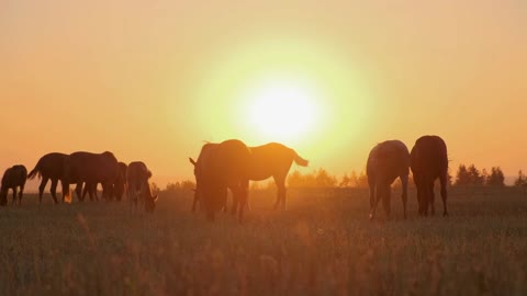 silhouette of grazing horses against sunset sun