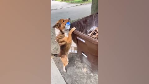 Dog try to recycle a bottle but fall in the trash bin