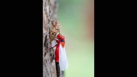 Huechys Incarnata Cicada Moulting